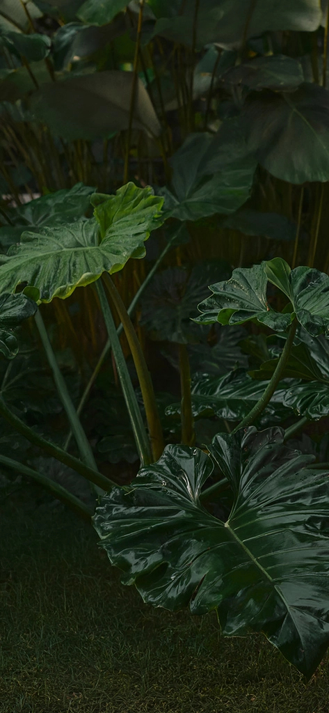 Background da seção de categorias